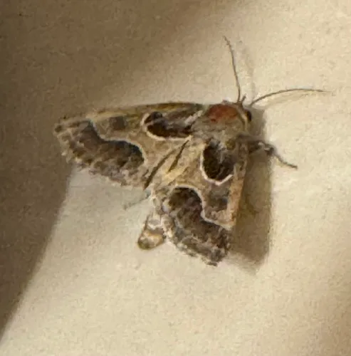 Ragweed Flower Moth