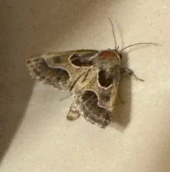 Ragweed Flower Moth thumbnail 1