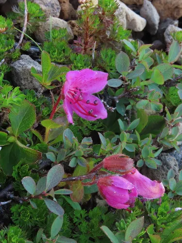 Kamchatka Rhododendron