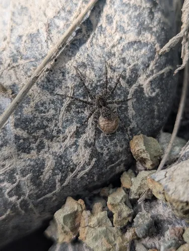 Ubiquitous Thin-legged Wolf Spider