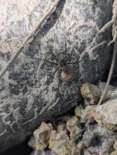 Ubiquitous Thin-legged Wolf Spider thumbnail 1