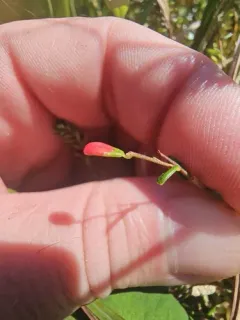 Exobasidium rostrupii thumbnail 1
