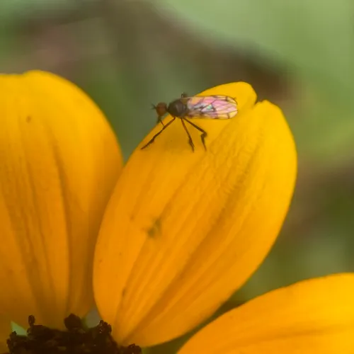 Empis clausa