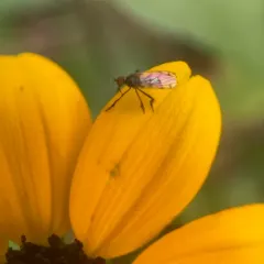 Empis clausa thumbnail 1