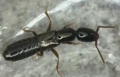 Long-bellied Rove Beetle thumbnail 1