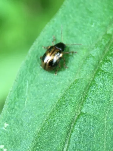 Strawberry Rootworm