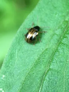 Strawberry Rootworm thumbnail 1