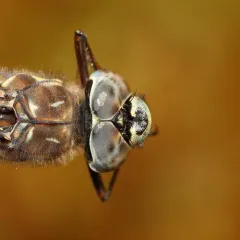 Azure Darner thumbnail 1