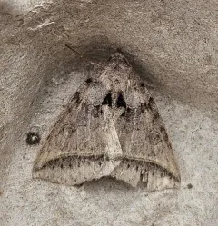 Black Bit Moth thumbnail 2