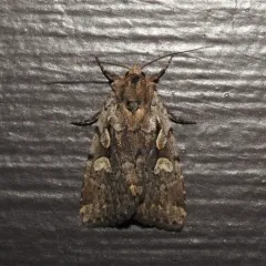 Northern Variable Dart thumbnail 2