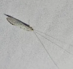 Radiant Long-horned Caddisfly thumbnail 2