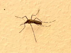 Aedes togoi thumbnail 3