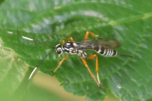 Agonocryptus discoidaloides