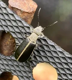 Clematis Blister Beetle thumbnail 1