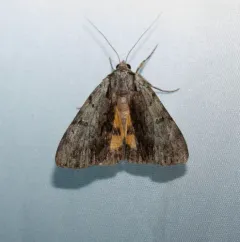 Graceful Underwing thumbnail 2