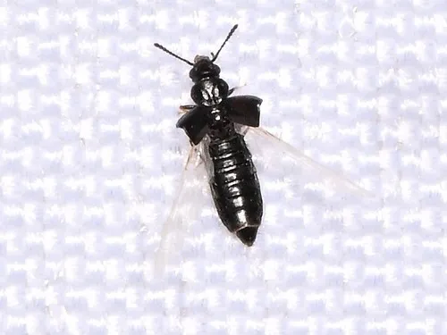 Carpelimus bilineatus