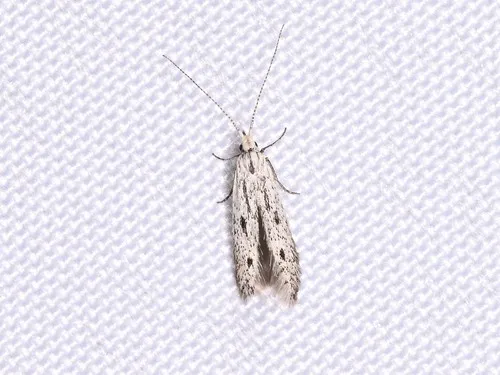 Coleophora irroratella