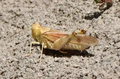 California Rose-winged Grasshopper thumbnail 3