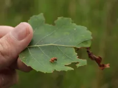 Coleophora persimplexella thumbnail 3