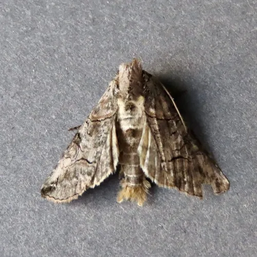Spectacled Nettle Moth