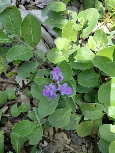 Beach Vitex