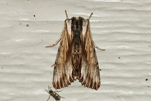 Alastria chico