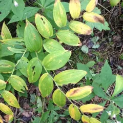 rose twisted-stalk thumbnail 4