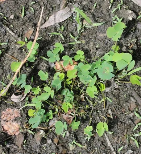clover fern