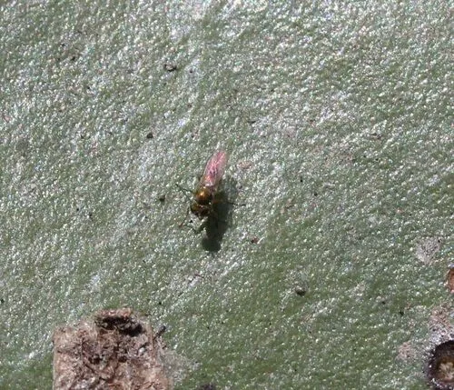 Chrysotus picticornis