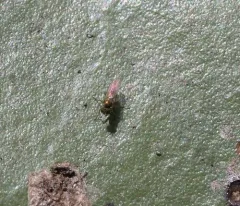 Chrysotus picticornis thumbnail 1