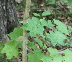 Castor-Aralia thumbnail 2