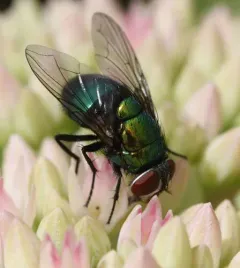 Blue-green Bottle Fly thumbnail 1