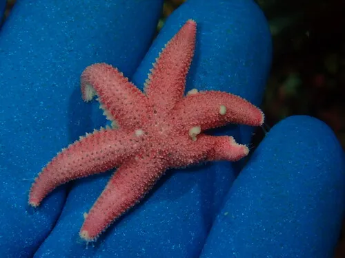 Leptasterias aequalis