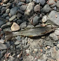 Umpqua Pikeminnow thumbnail 2