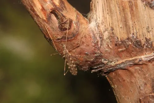 Erioptera dulcis
