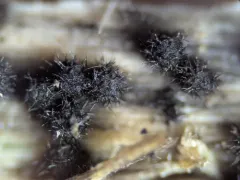 Lasiosphaeris hirsuta thumbnail 2