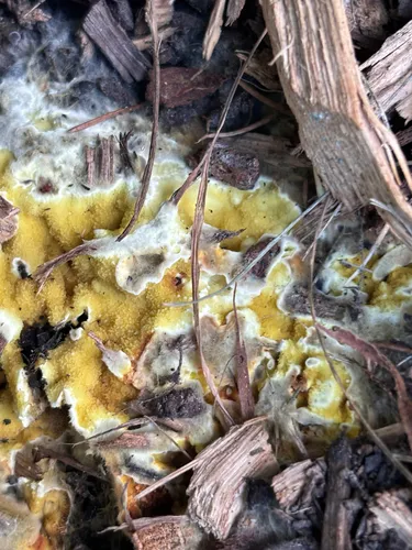 Tanned Toothcrust