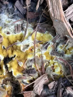 Tanned Toothcrust thumbnail 1