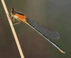 Rambur's Forktail thumbnail 2