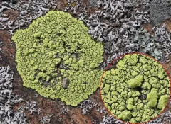 lemon map lichen thumbnail 2
