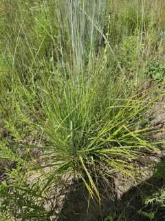 Sand Lovegrass thumbnail 2
