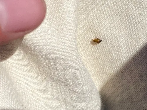 Black Dot Leafy Spurge Flea Beetle