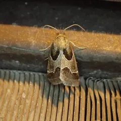 Ragweed Flower Moth thumbnail 2