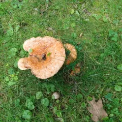Lactarius psammicola thumbnail 2