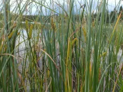 beaked sedge thumbnail 2