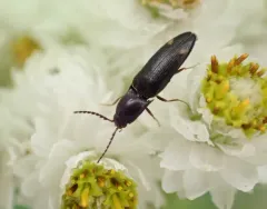 Megapenthes caprella thumbnail 2