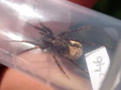 Pardosa dorsuncata thumbnail 2