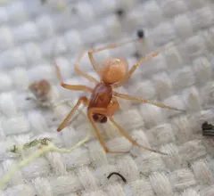 Agyneta fillmorana thumbnail 1