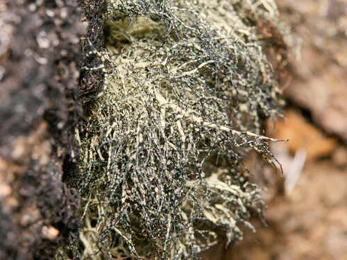 Usnea lambii