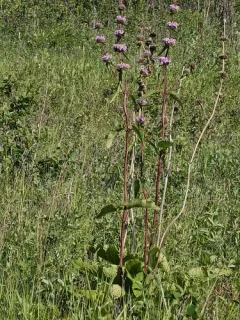 Tuberous Jerusalem sage thumbnail 2